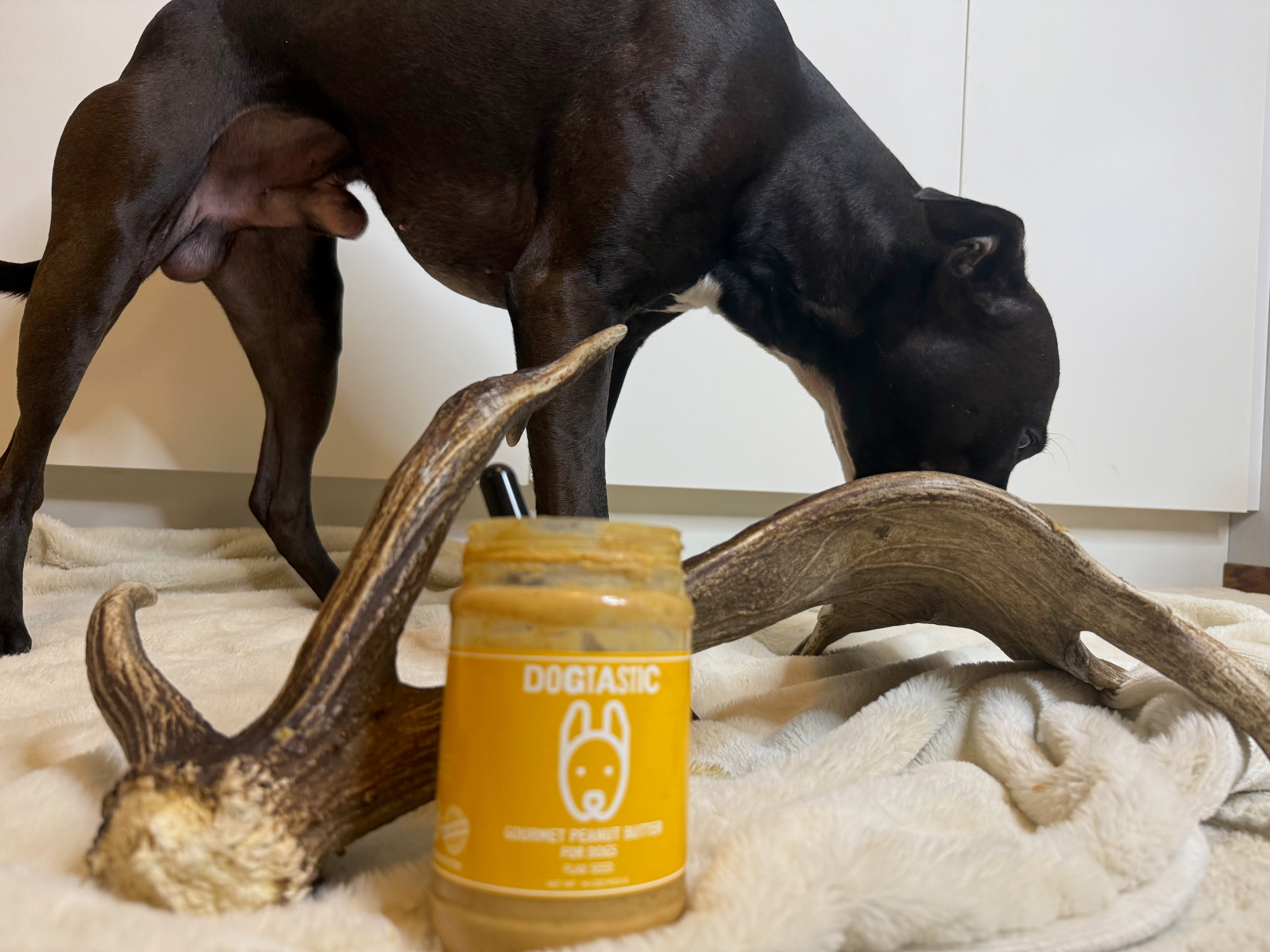 Dovhjortshorn XXL – Naturligt tuggben för hund | 50–55 cm