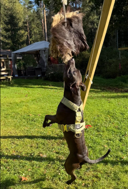 Älgskinn för springpole & dragkamp – naturligt träningsskinn för hund Staffeshoppen