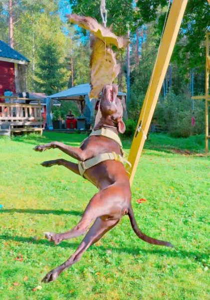 Älgskinn för springpole & dragkamp – naturligt träningsskinn för hund Staffeshoppen