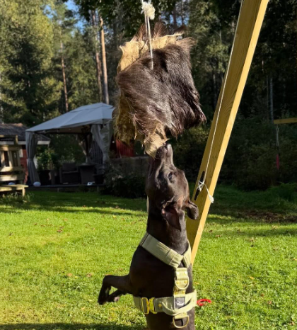 Älgskinn för springpole & dragkamp – naturligt träningsskinn för hund Staffeshoppen