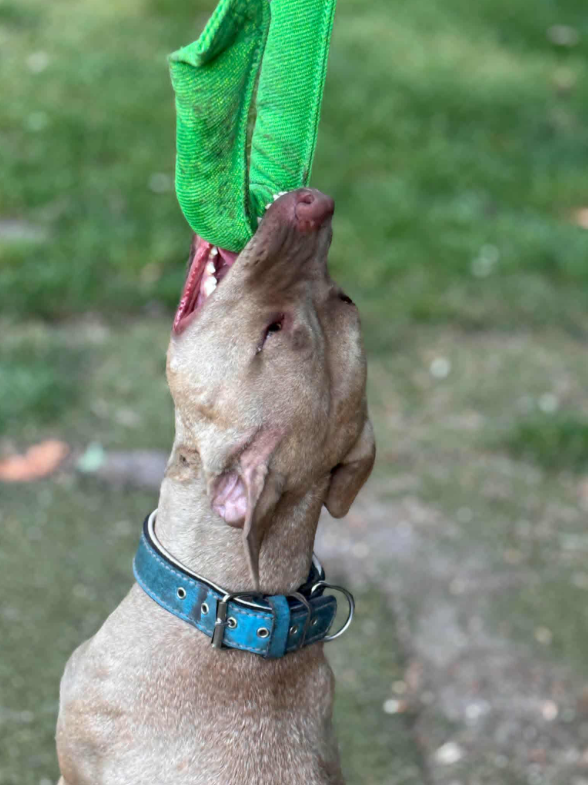 Bitkudde med handtag – grön | Kampkudde för hundträning