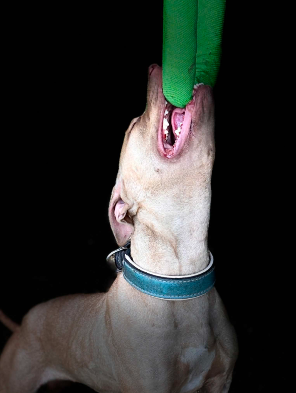 Bitkudde med handtag – grön | Kampkudde för hundträning