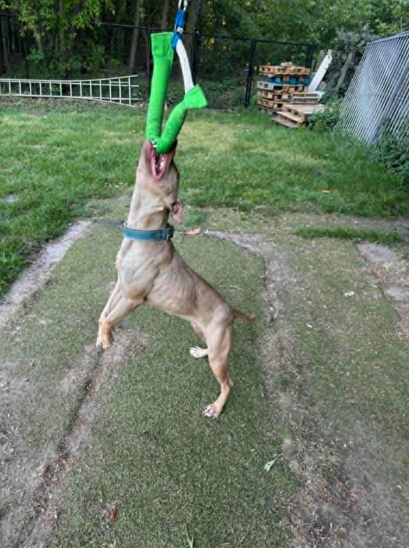 Bitkudde med handtag – grön | Kampkudde för hundträning