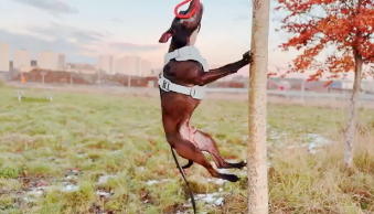 SodaPup Pop Top – dragleksak för springpole & dragkamp