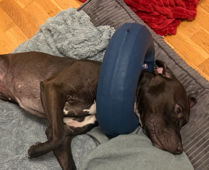 Trixie uppblåsbar tratt för hund M (40–45 cm) – mjuk skyddskrage