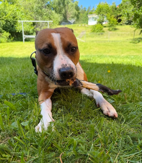 Nötskinn med päls – 100 % naturligt hundtugg av nöt