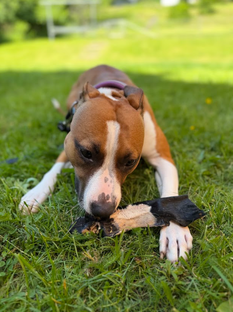 Nötskinn med päls – 100 % naturligt hundtugg av nöt