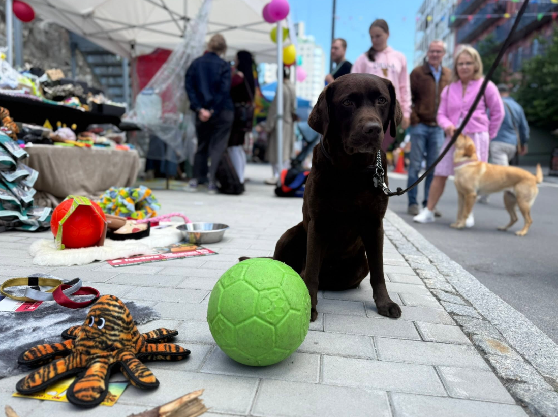 Jolly fotboll 20 cm – tålig hundboll för lek, apportering och vatten