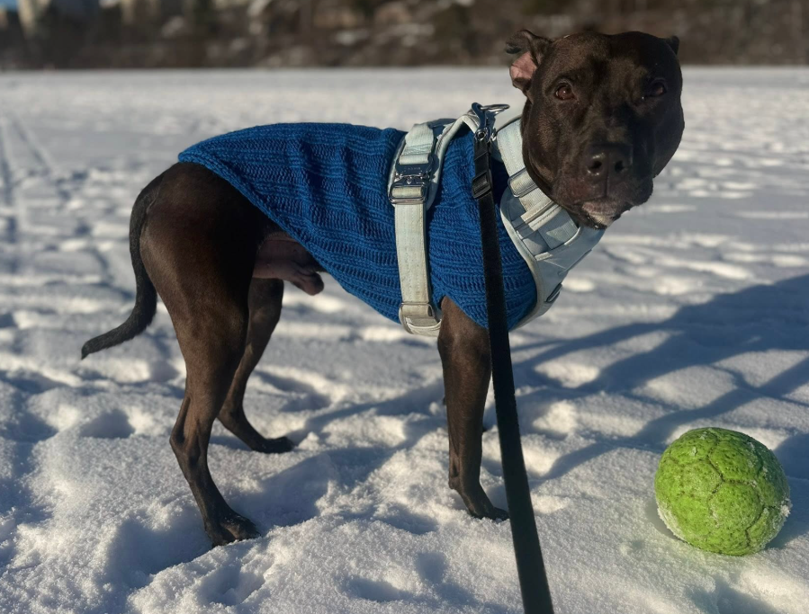 Jolly Fotboll 15 cm oceanblå – flytande hundboll för apport och lek