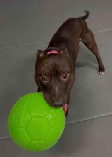 Jolly fotboll 20 cm – tålig hundboll för lek, apportering och vatten