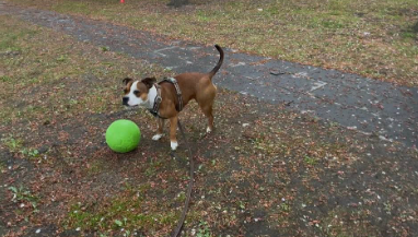 Jolly fotboll 20 cm – tålig hundboll för lek, apportering och vatten