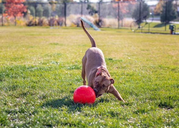 Jolly fotboll 20 cm – tålig hundboll för lek, apportering och vatten