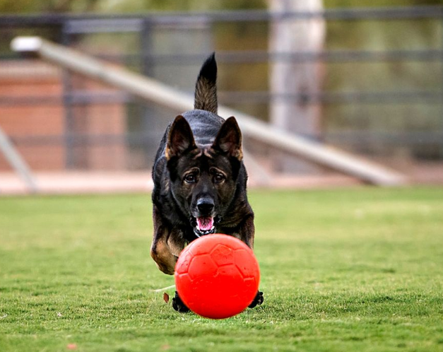 Jolly fotboll 20 cm – tålig hundboll för lek, apportering och vatten