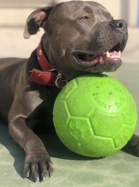 Jolly fotboll 20 cm – tålig hundboll för lek, apportering och vatten