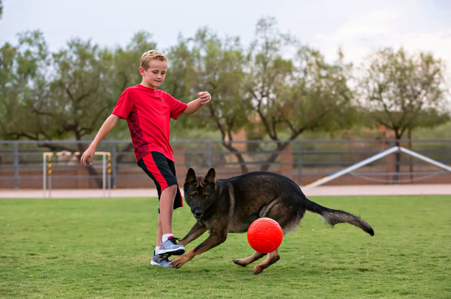 Jolly fotboll 20 cm – tålig hundboll för lek, apportering och vatten