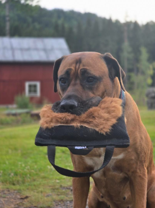 Stor kampkudde med kaninskinn för hund | Bitkudde & belöningsleksak
