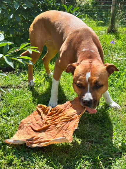 Hästhudsplatta Premium | Naturligt hundtugg