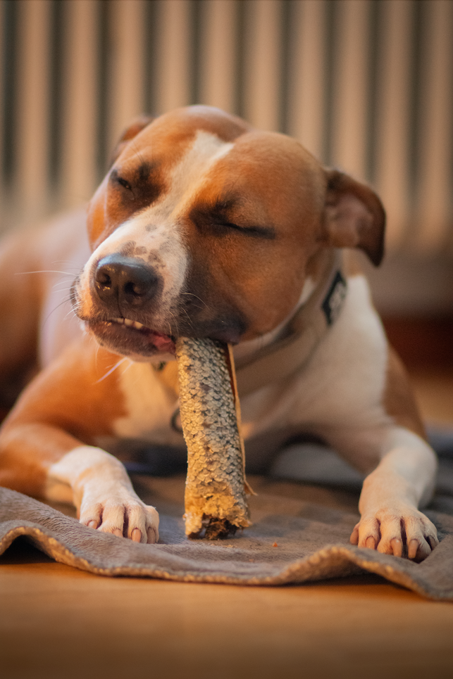 Laxhud med kött 60 cm – XXL naturligt hundtugg