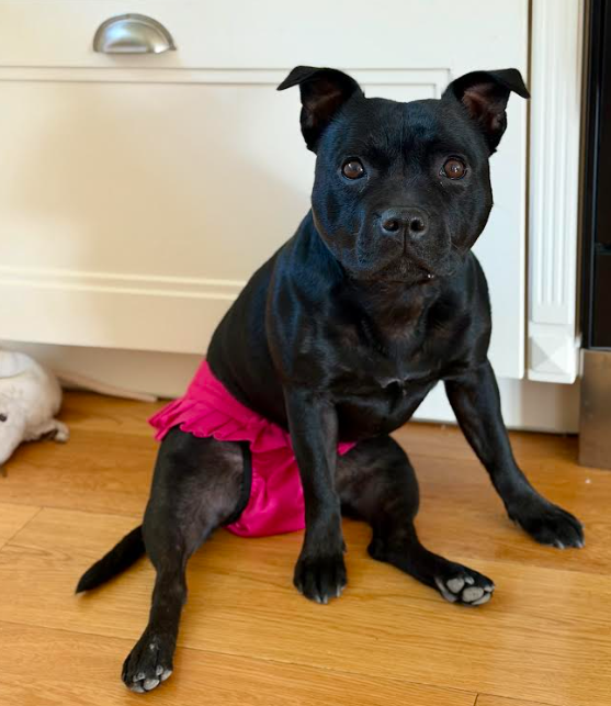 FINNERO BALLERINA Hundhygienbyxor – Rosa | Tvättbara tikskydd