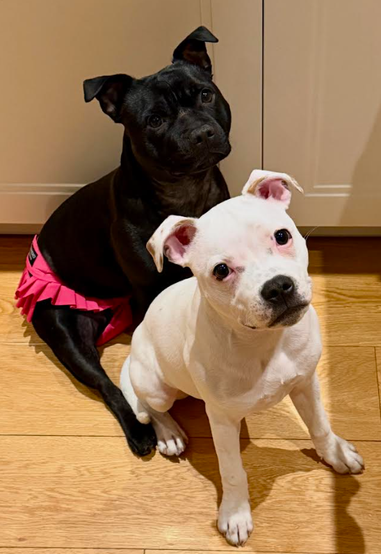 FINNERO BALLERINA Hundhygienbyxor – Rosa | Tvättbara tikskydd