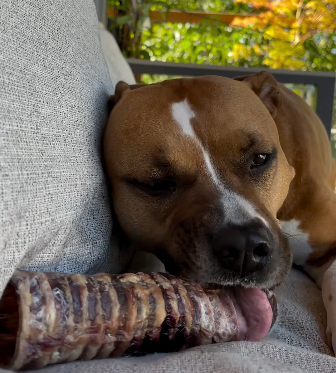 Hästluftstrupar 2 st – lufttorkat hundtugg | Naturligt hundtugg