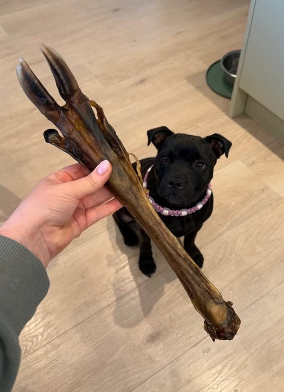 Dovhjortslägg med klöv – 100 % naturligt hundtugg