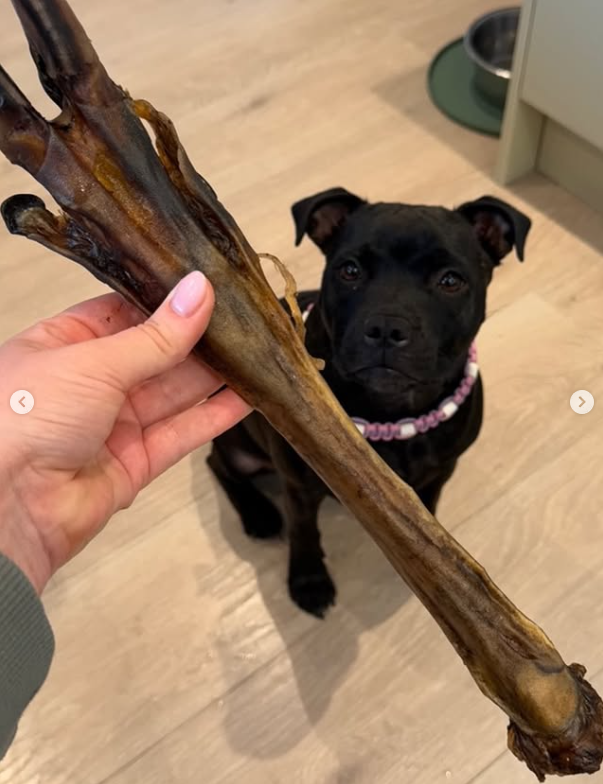 Dovhjortslägg med klöv – 100 % naturligt hundtugg