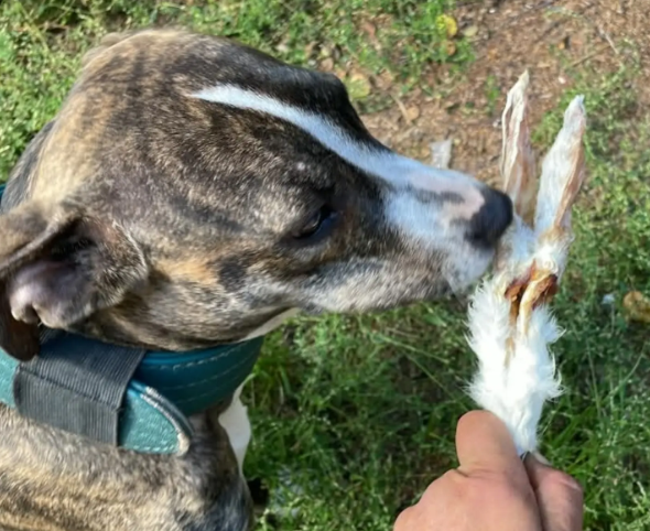 Kaninöron med päls | Naturligt hundtugg