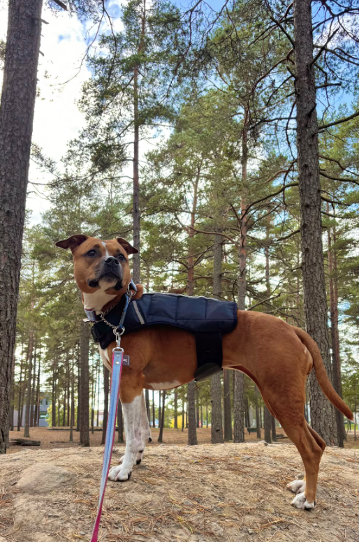 Hounzy Viktsele för Hund – Justerbar Viktväst för Muskelträning & Kondition