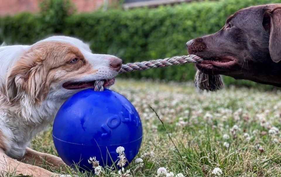 Jolly Ball Romp-n-Roll 15 cm orange – tålig hundboll med rep och vaniljdoft