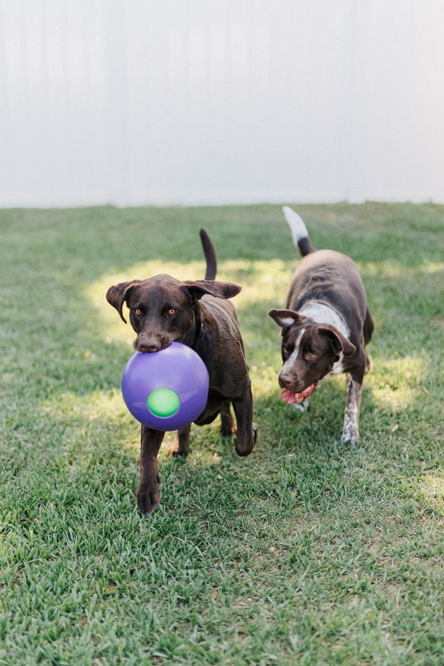 Teaser Ball – Slitstark hundleksak | Hundboll för starka hundar