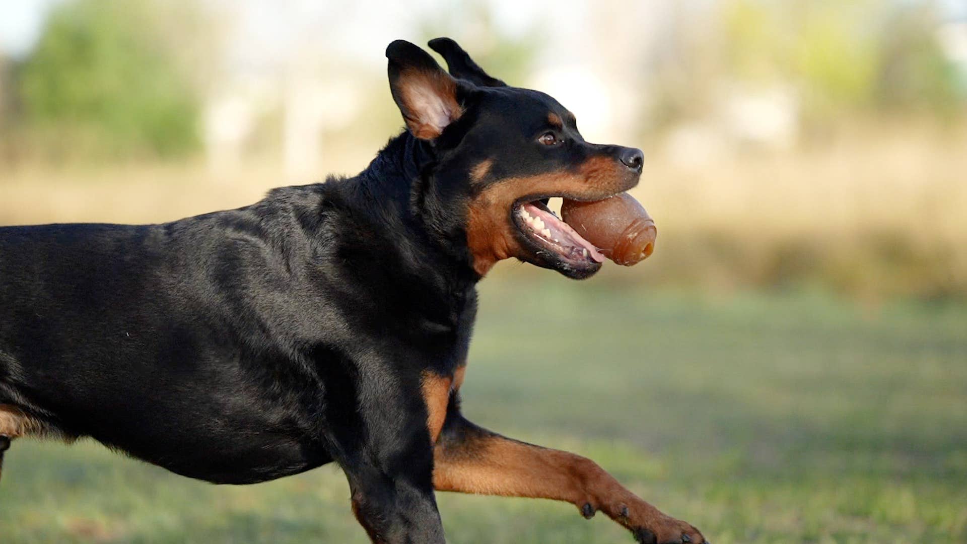 Rub Amerikansk Fotboll Hund Leksak - L