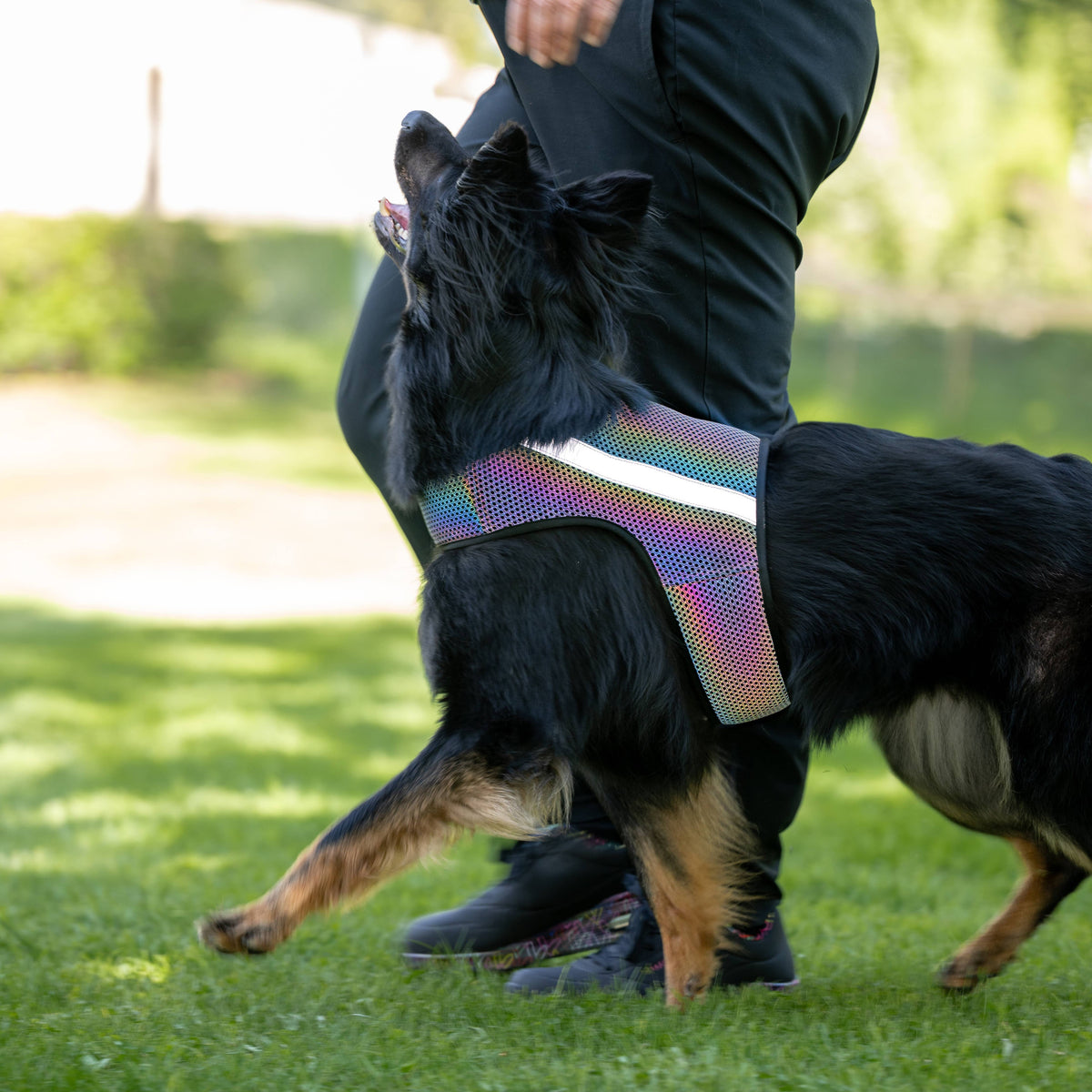 GLOW – Helreflekterande reflexväst för hund med regnbågseffekt
