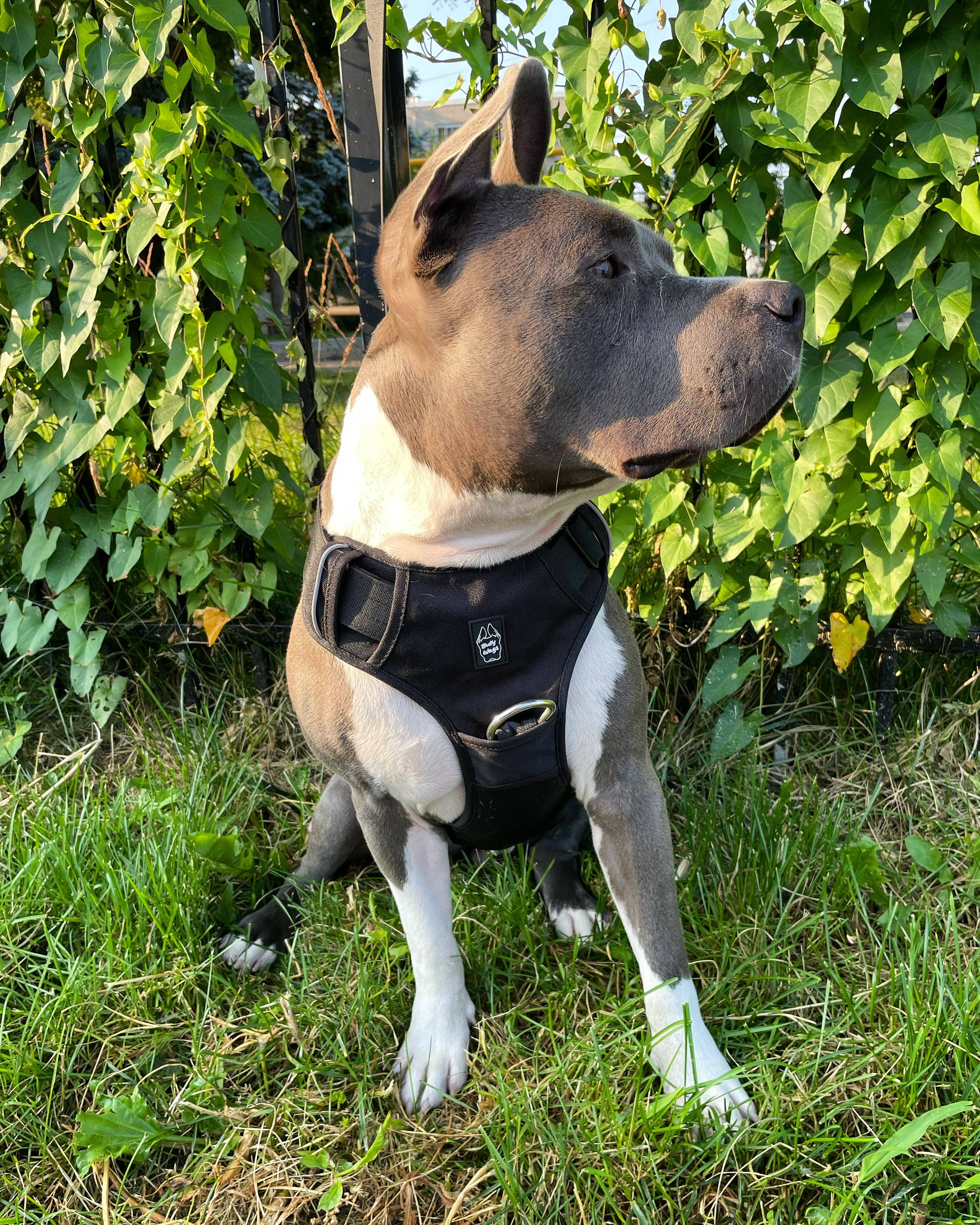 Bully Wags - Heavy-Duty Everyday Harness - Svart: Svart / Medium