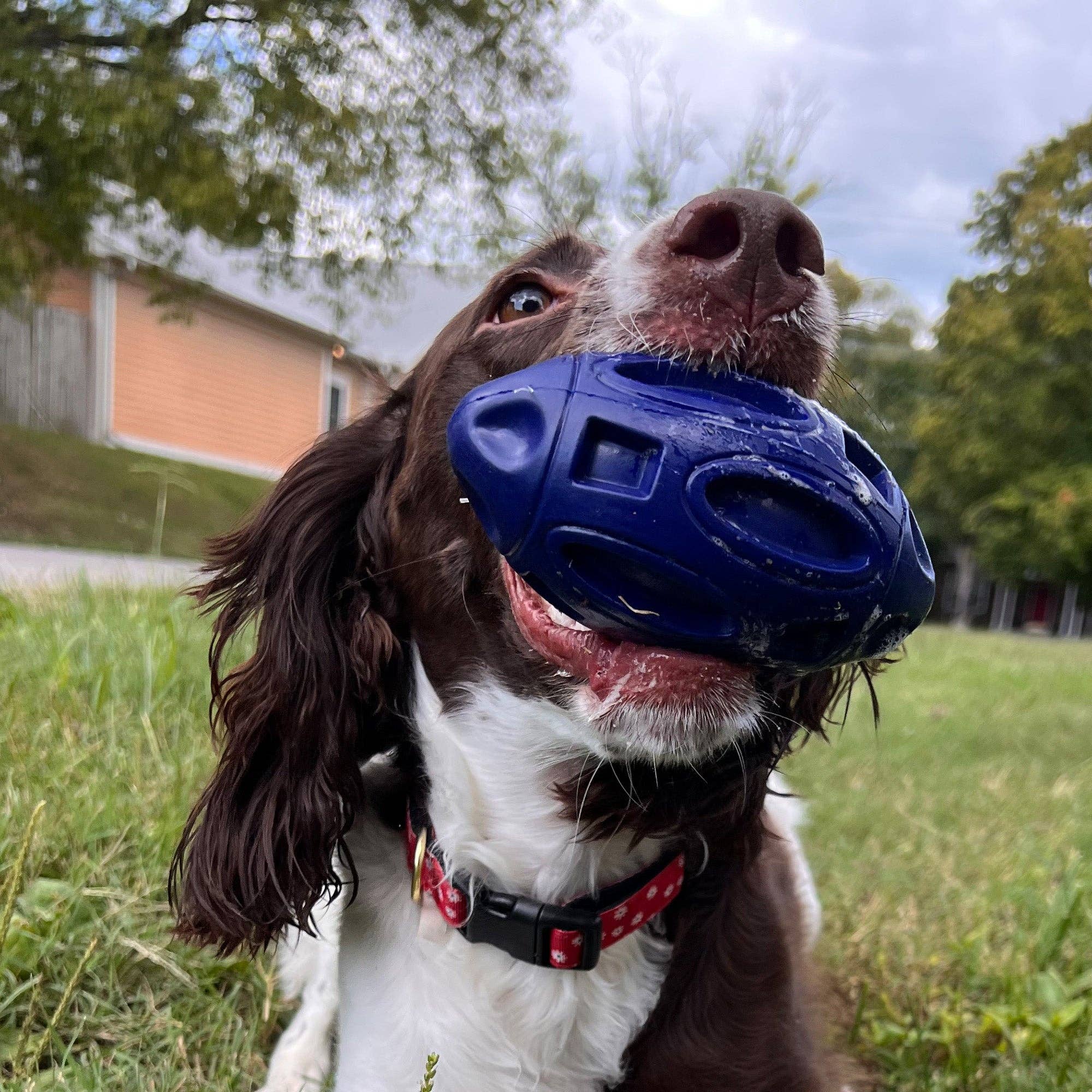 Camping With Dogs and AlphaPak - Chewie Squeak Gummi Fotboll