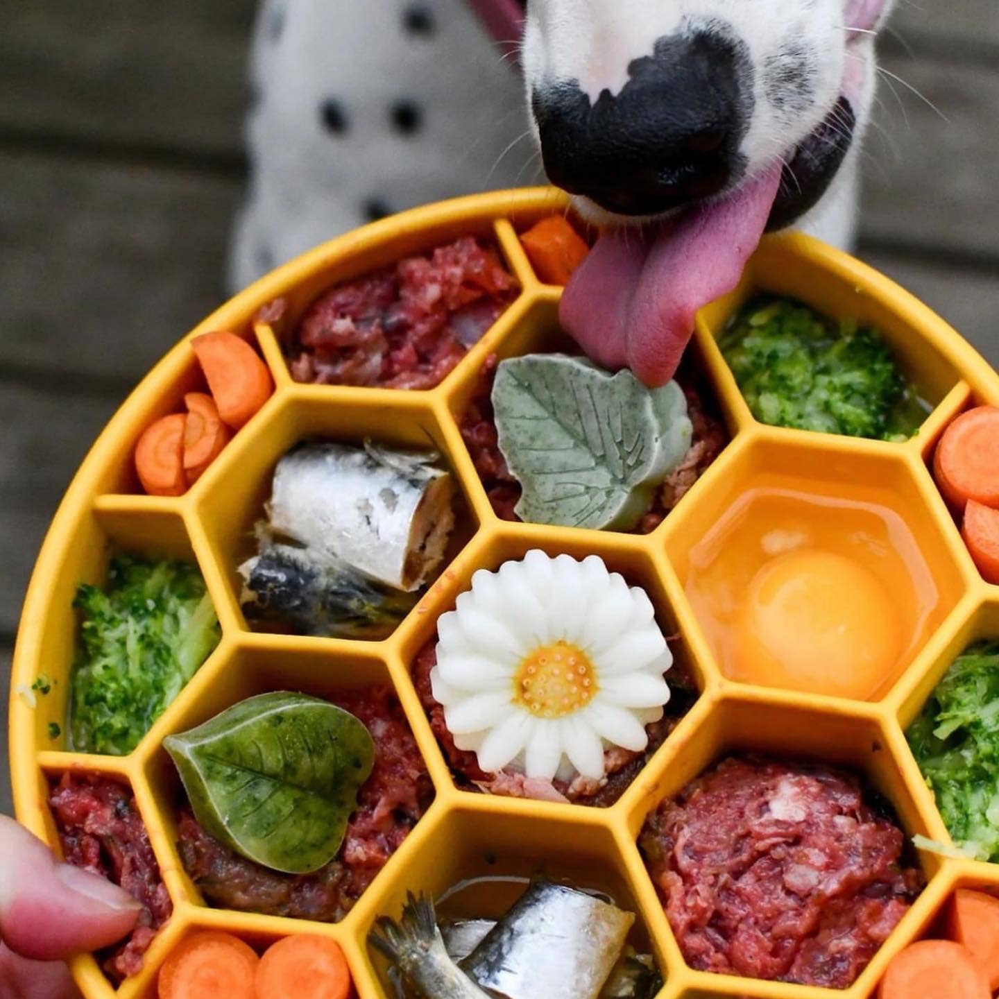 SodaPup Honeycomb eBowl – Slow feeder & berikningsskål för hund
