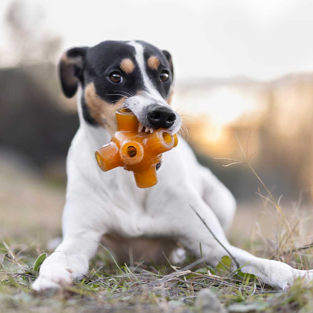 Gnugga gratis hoppa hund leksak: L