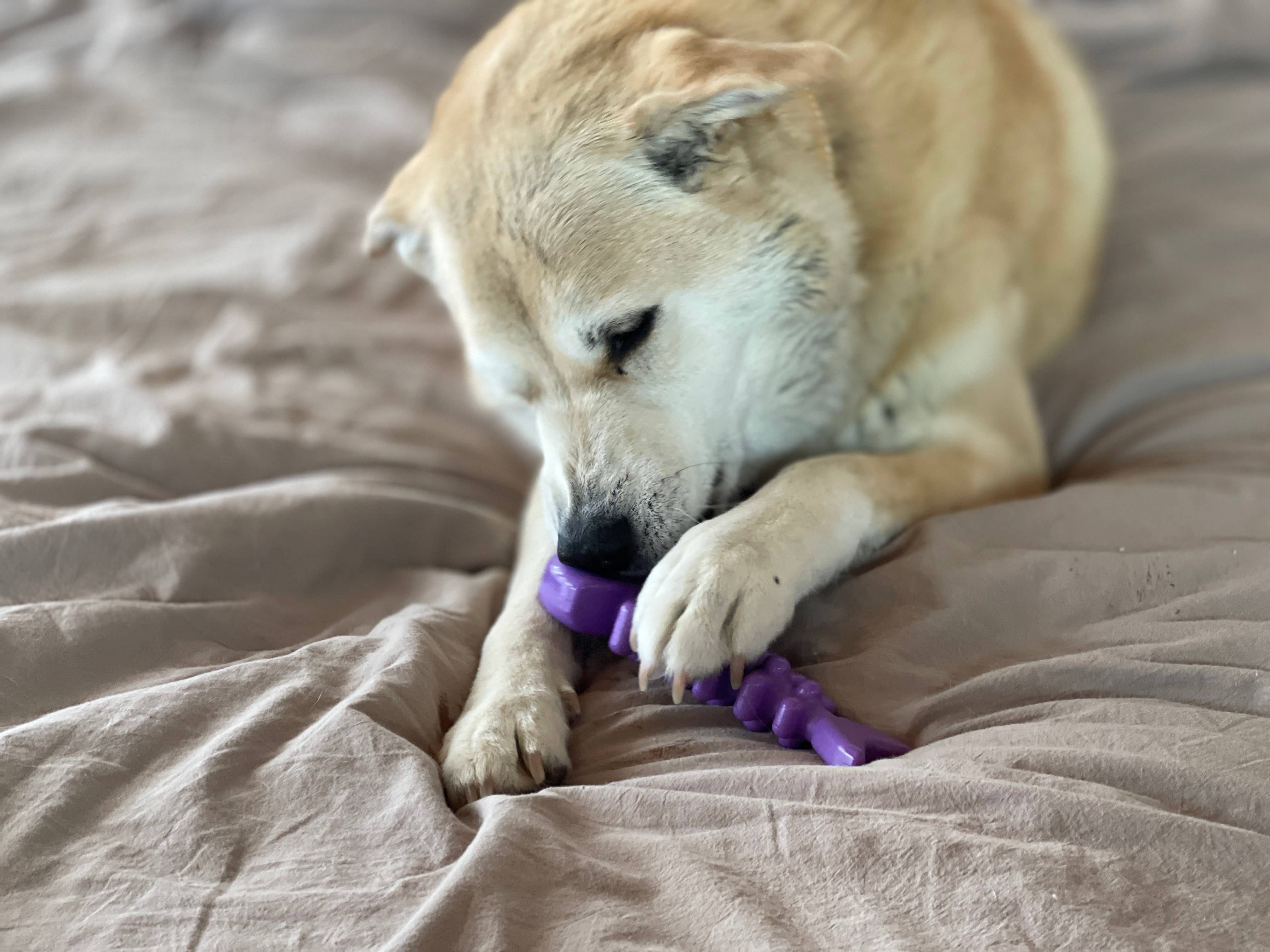 SodaPup Dog Toys - Fish Bone Ultra Slitstark Nylon tuggleksak: Brun