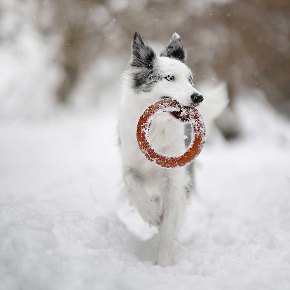 Gnugga Bite Hund Leksak: M
