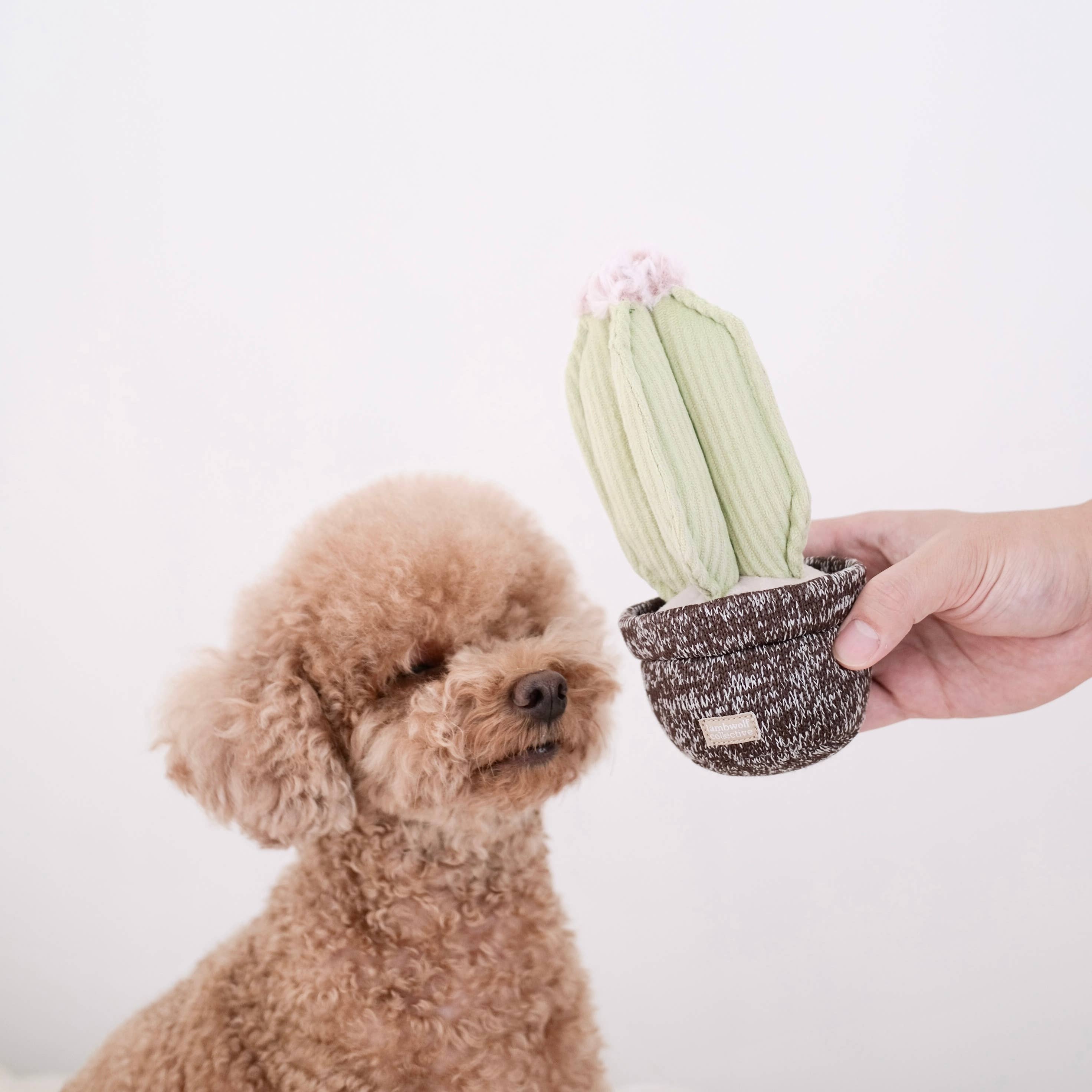 Lambwolf EU – CACTUS // Berikningsleksak för hund // Snuffle-leksak
