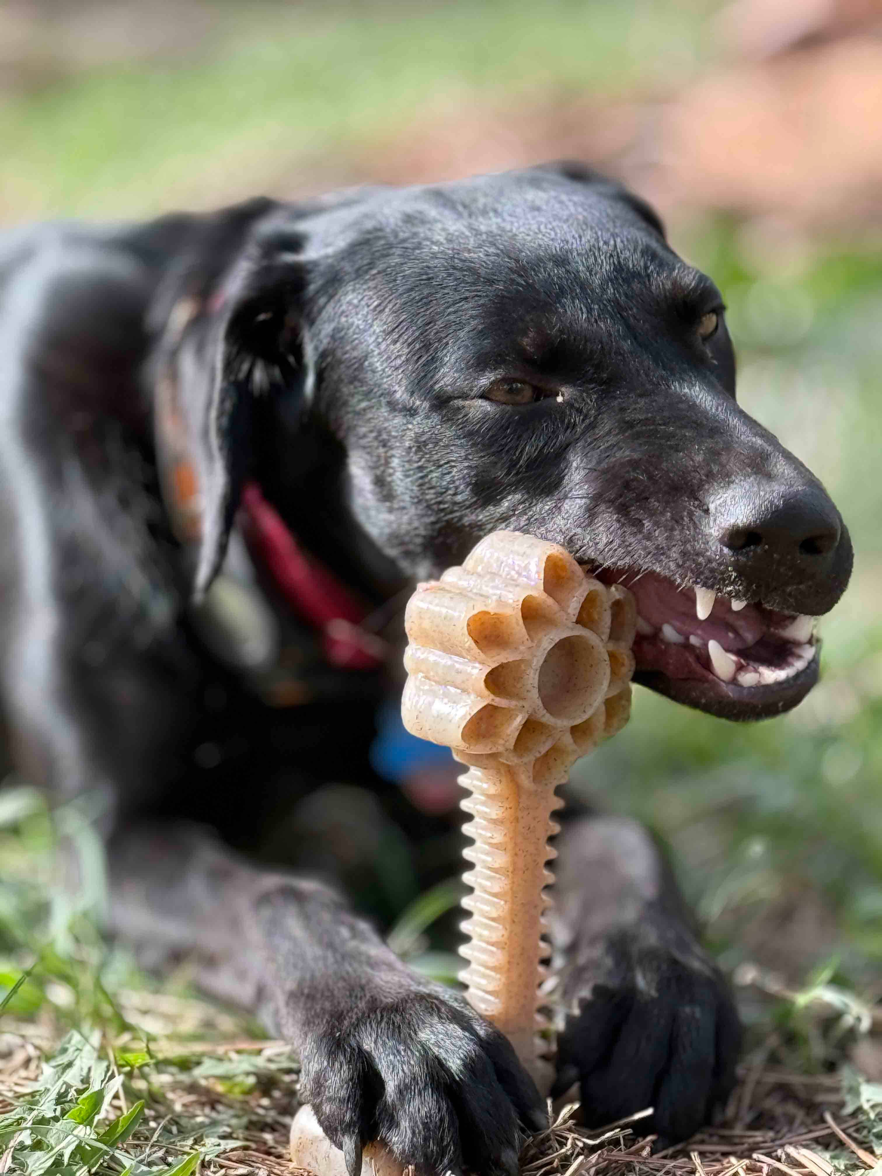 SodaPup Dog Toys - Honey Bone Dental Flower Tower eChew Ultra Hållbar Nylon Hundtuggleksak - XL: Blomtorn - XL