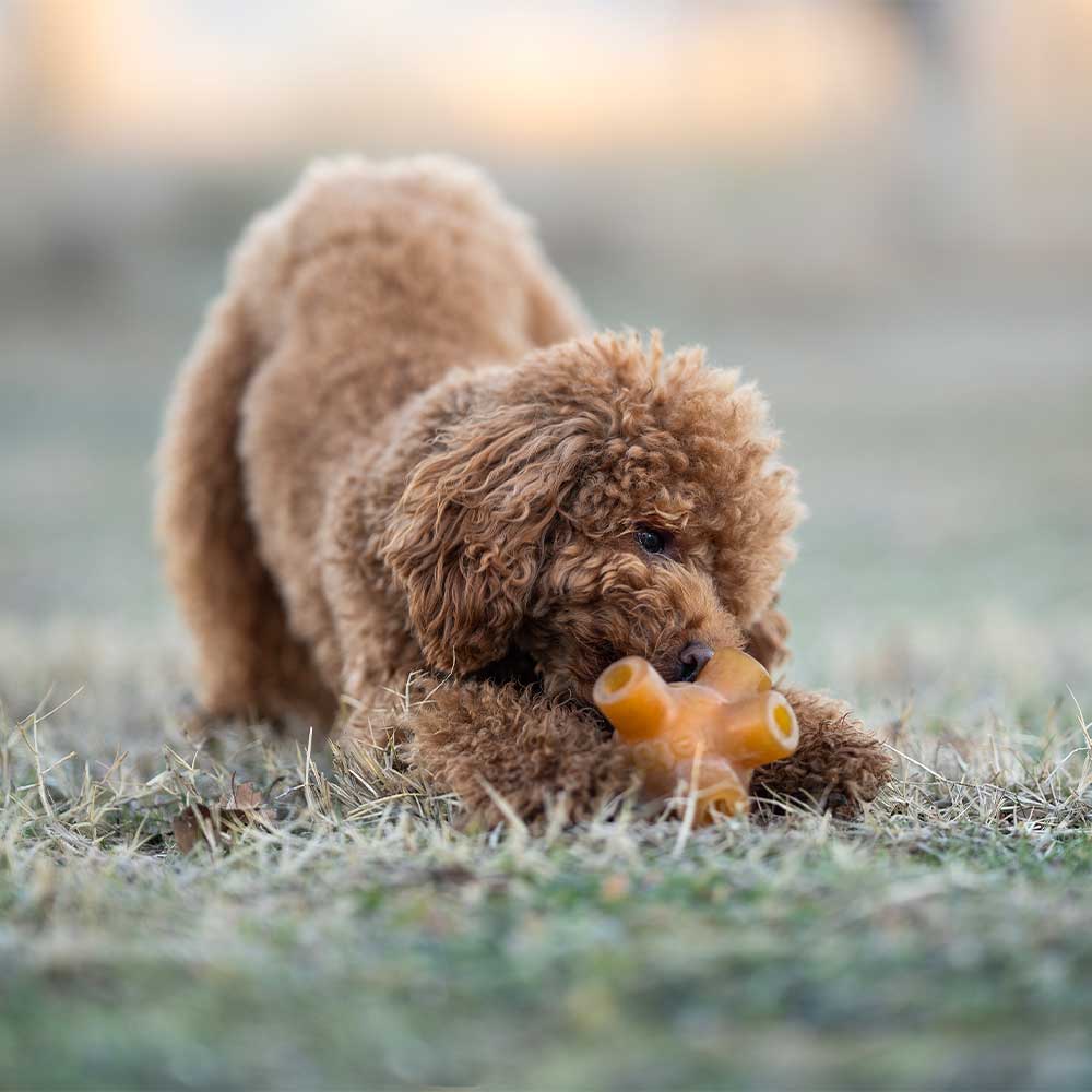 Gnugga gratis hoppa hund leksak: L