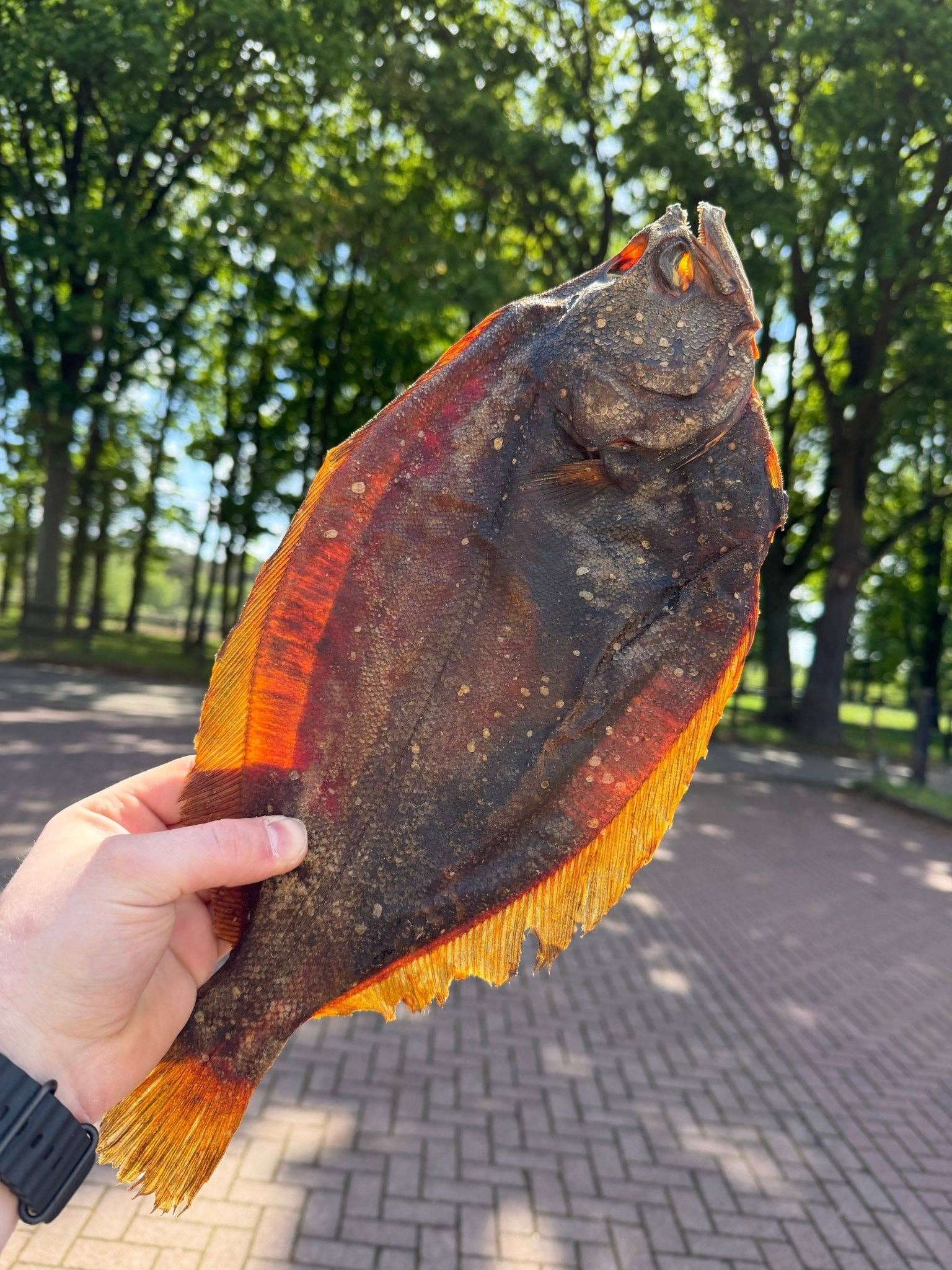 Torkad havskatt 100 g – naturligt fiskgodis med omega-3 för hund