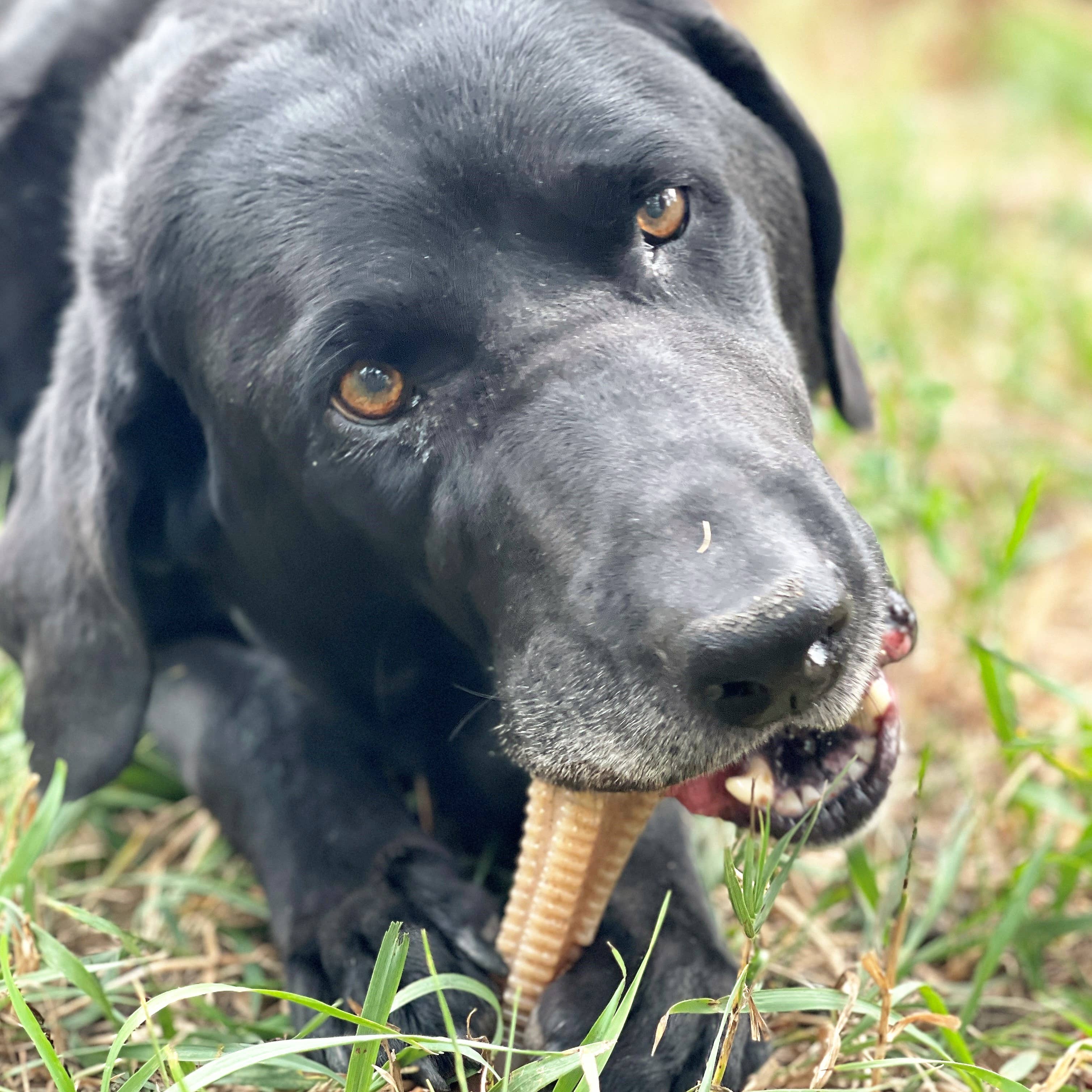 Honungsben Dental Tower – Ultra Hållbar Nylonleksak för Hund