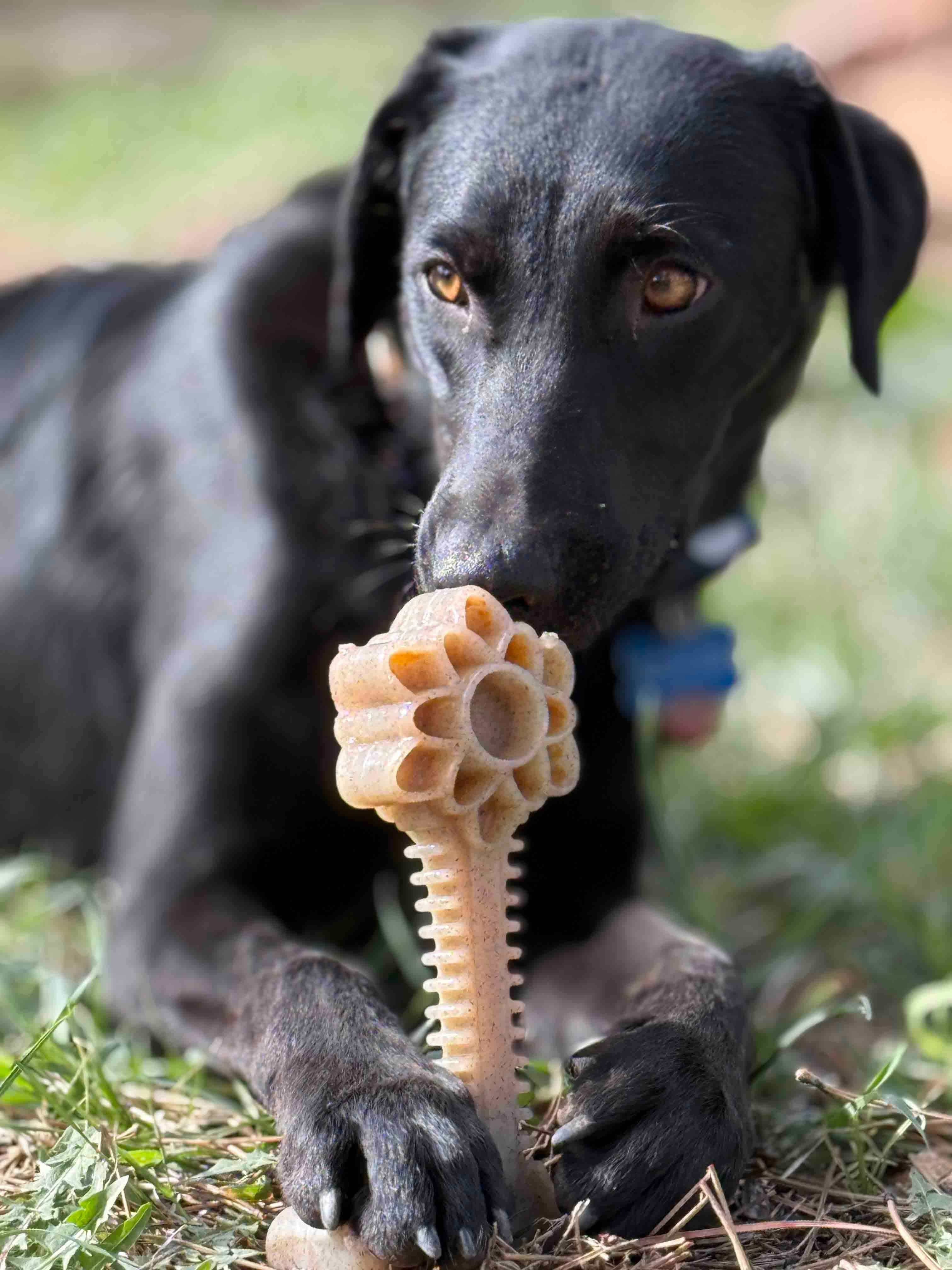 SodaPup Dog Toys - Honey Bone Dental Flower Tower eChew Ultra Hållbar Nylon Hundtuggleksak - XL: Blomtorn - XL