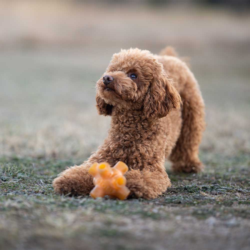 Gnugga gratis hoppa hund leksak: L