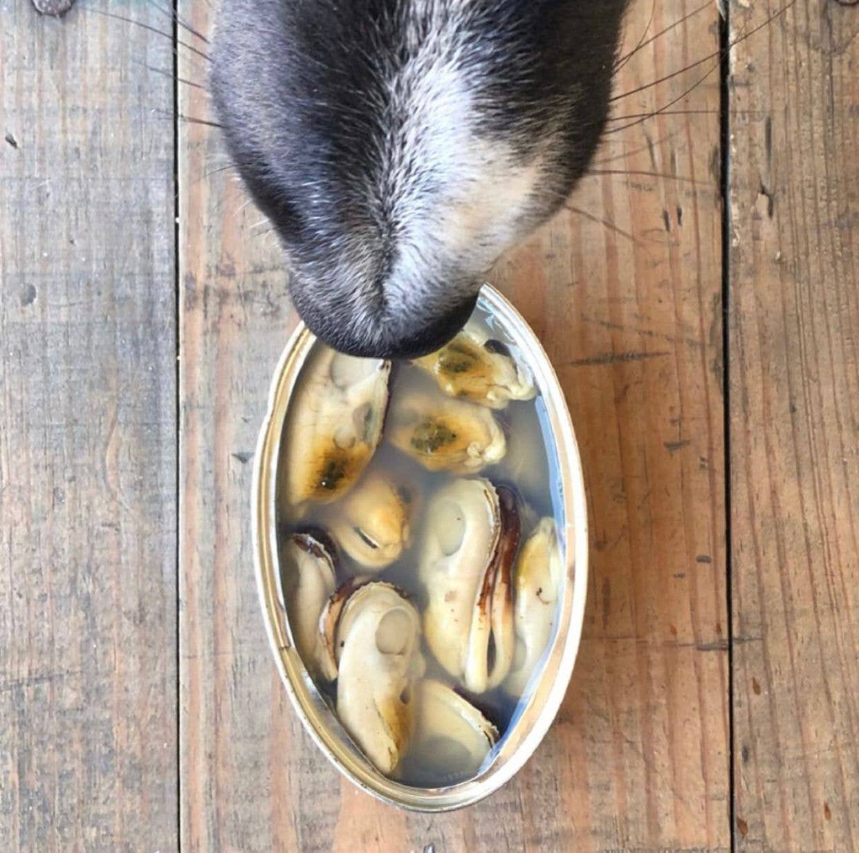 Canumi Grönläppad Mussla – Naturlig topping för hund & katt | Premium