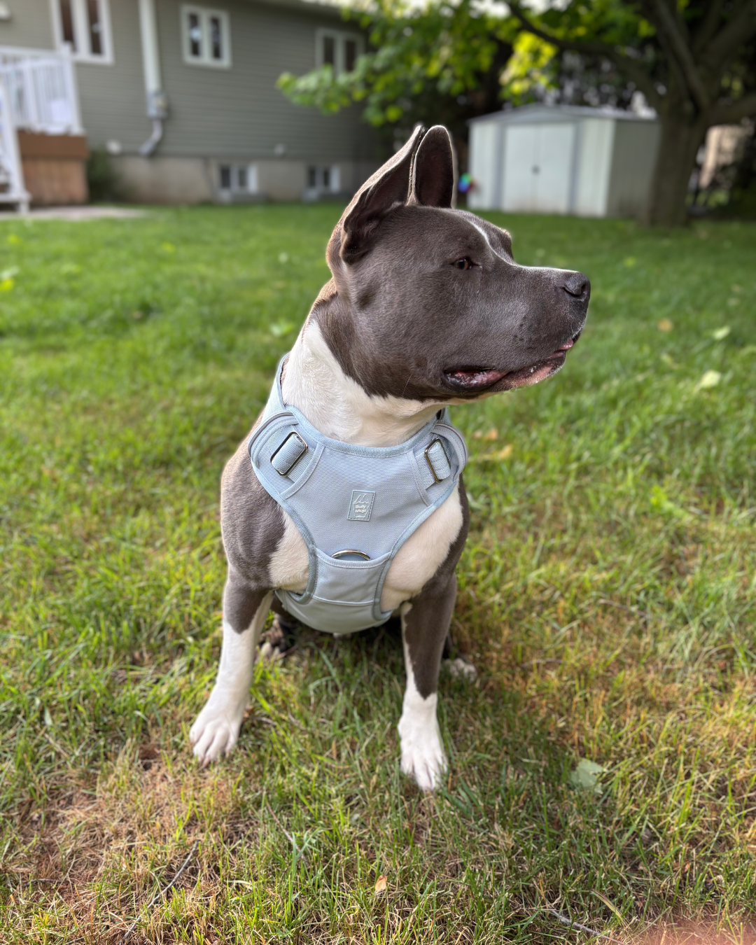 Bully Wags - Tåligt vardagssel - Babyblå: Medium