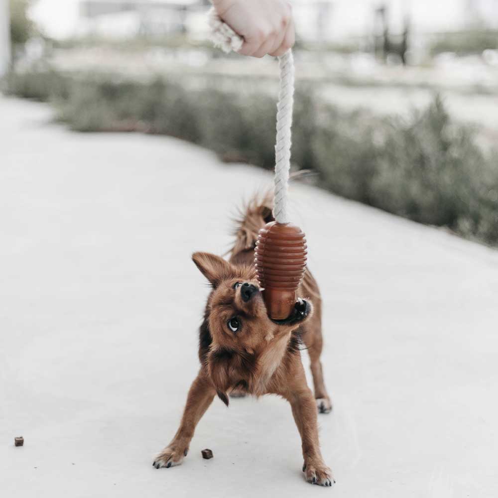 Gnugga Bouncy Hund Leksak: L