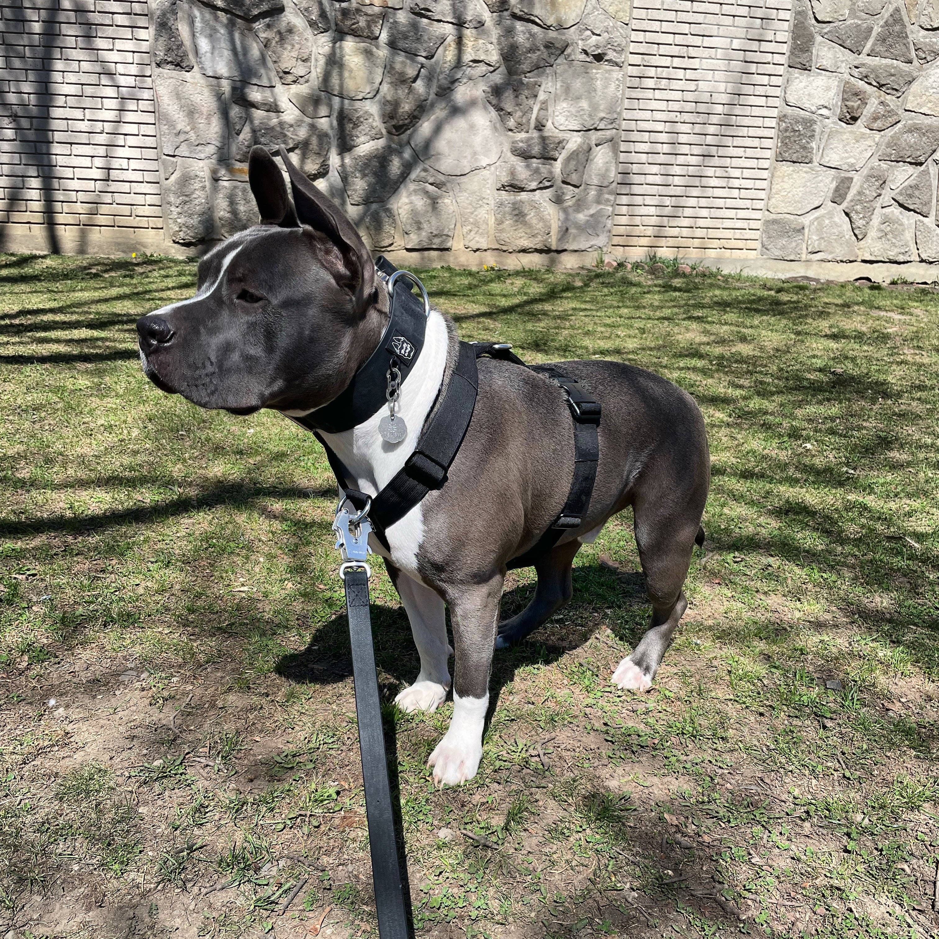Bully Wags - Y Strap Adventure Sele - Svart: Svart / Stor